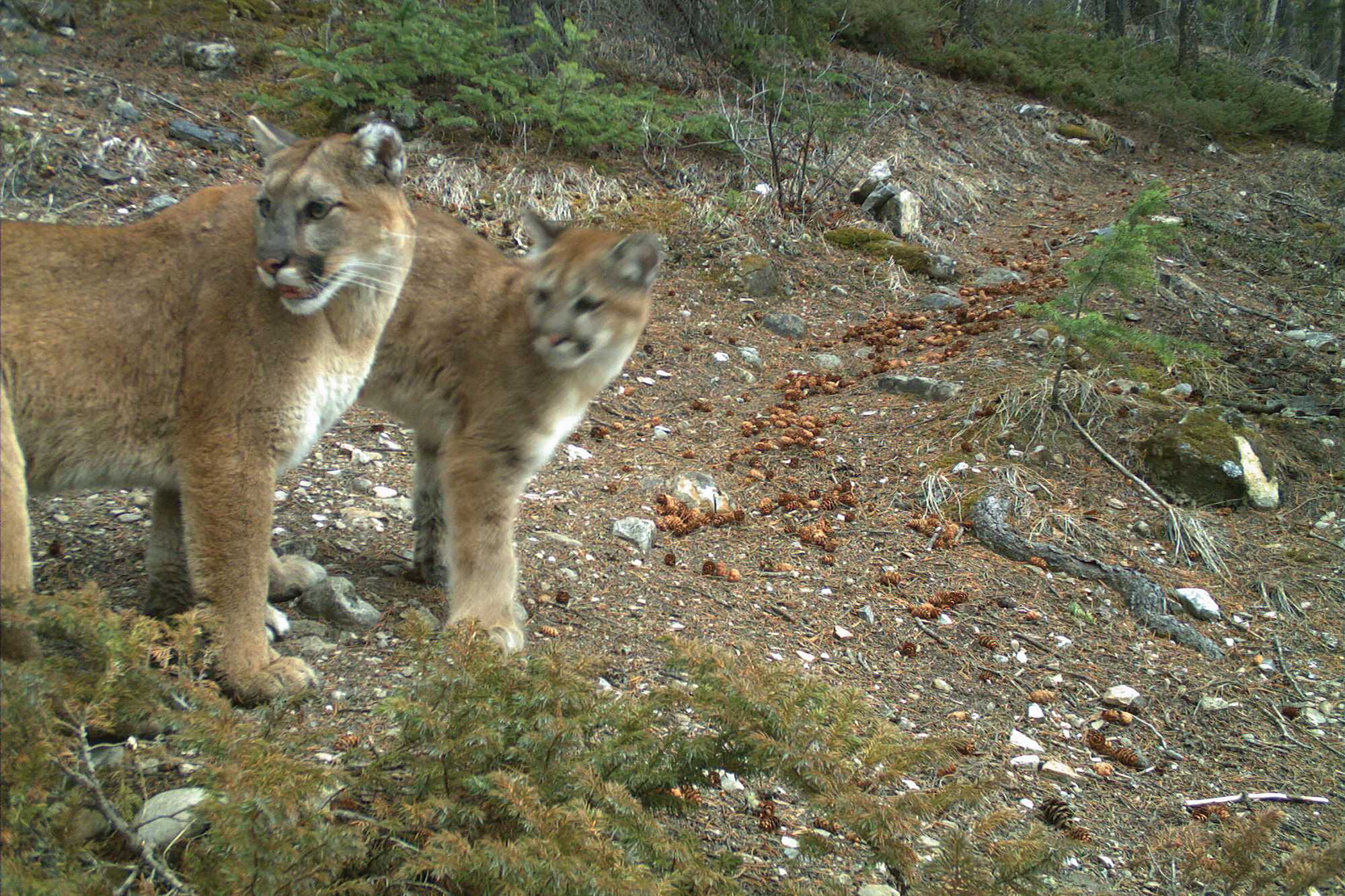Cougars and Kittens two